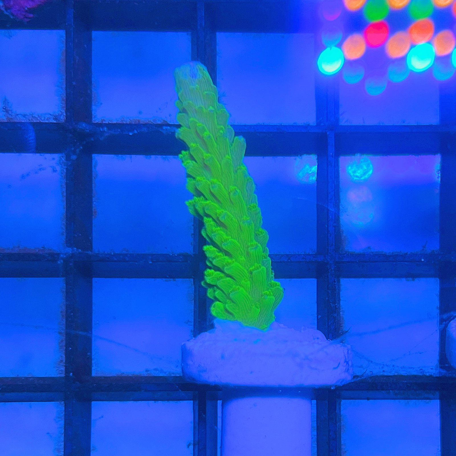 Acropora - Yongei