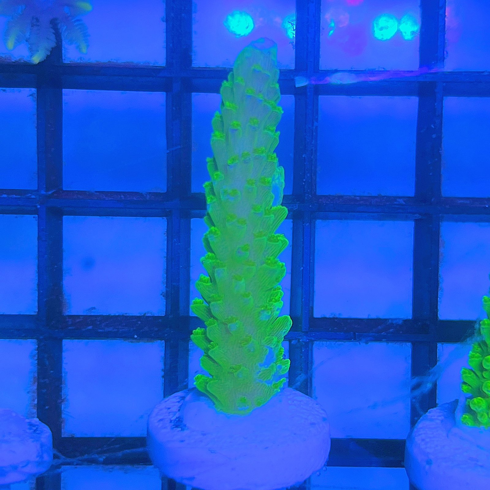 Acropora