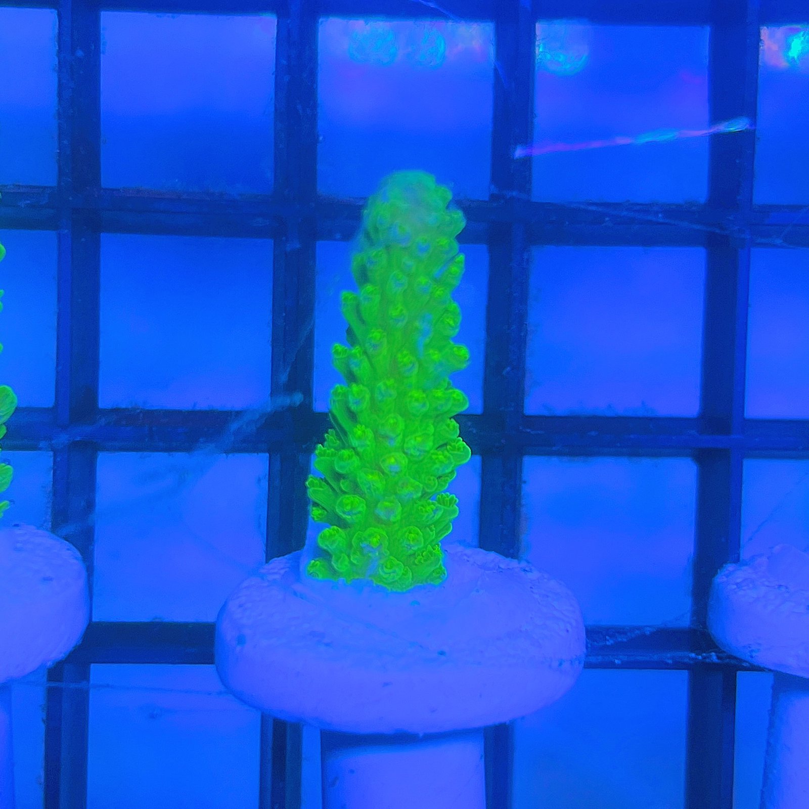 Acropora - Yongei