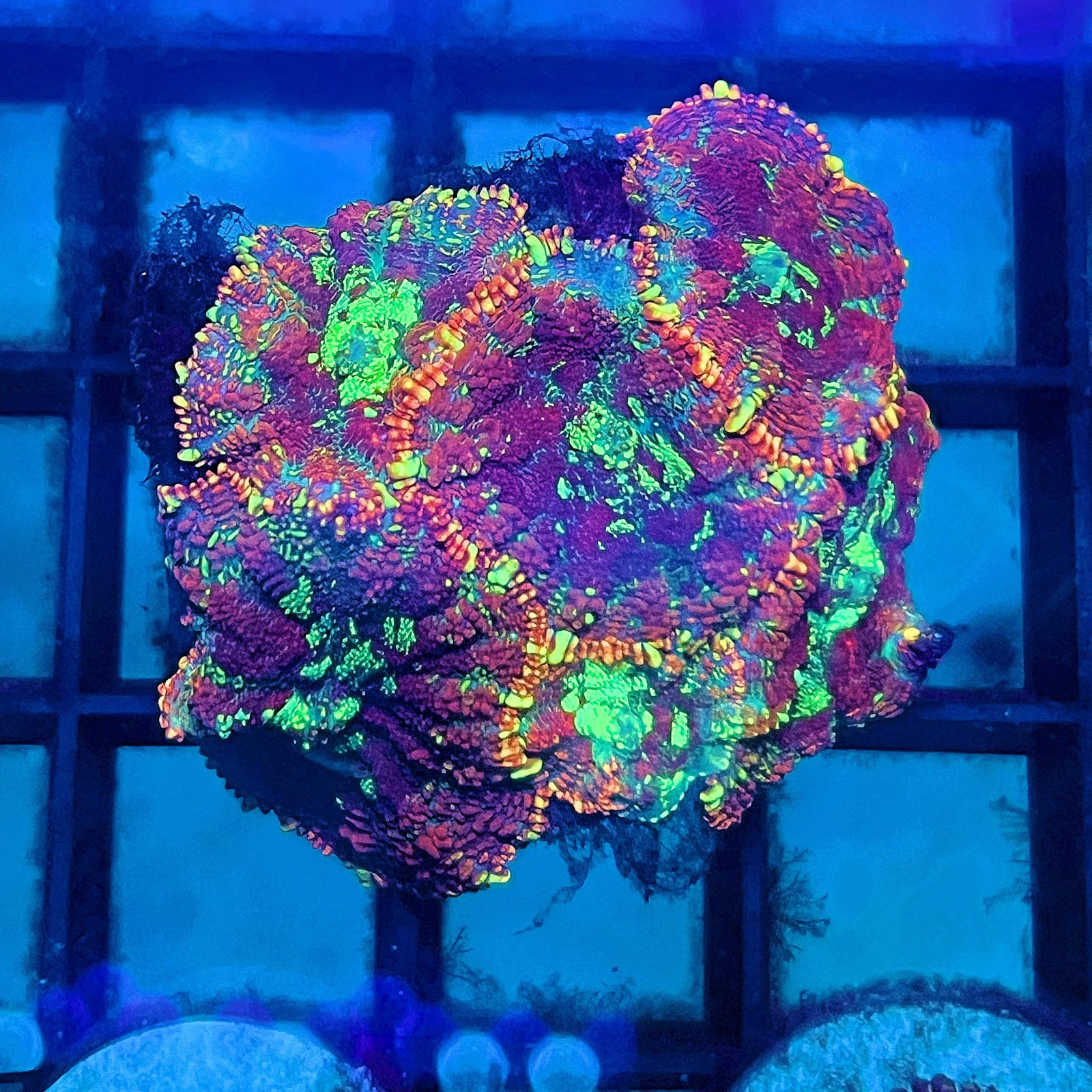 Cosmic Ember Rhodactis