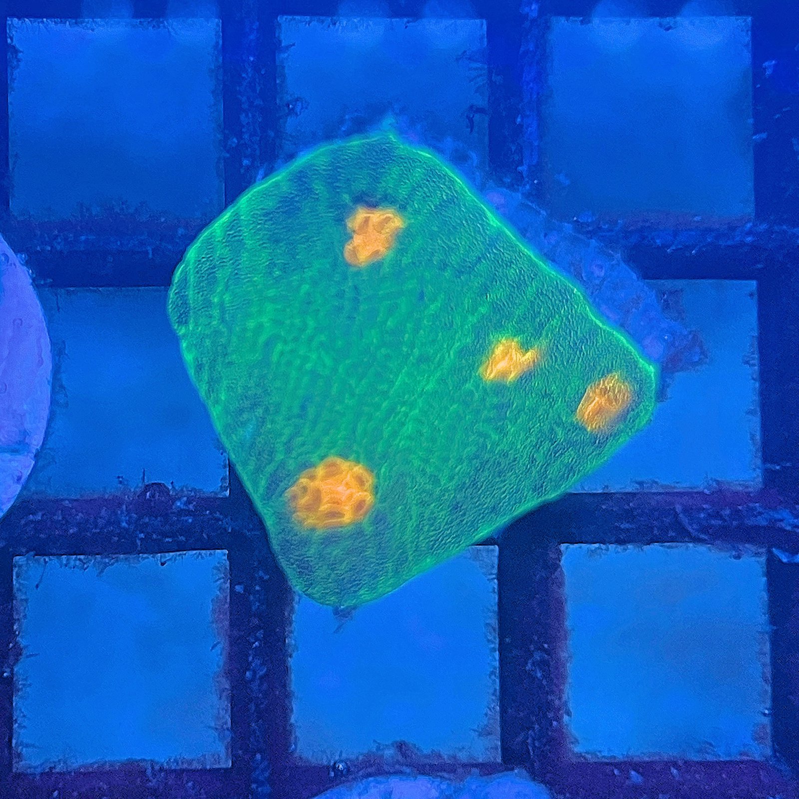 Space Invader Chalice