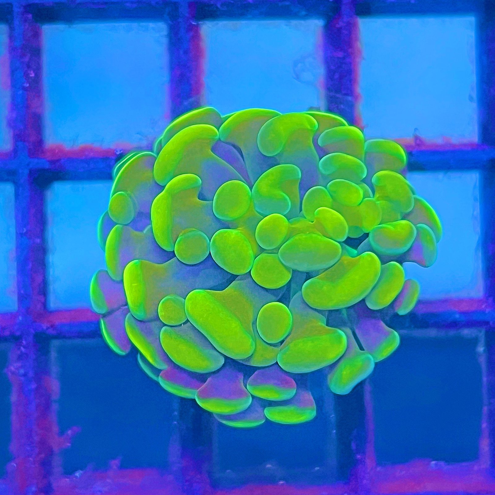 Emerald Branching Hammer