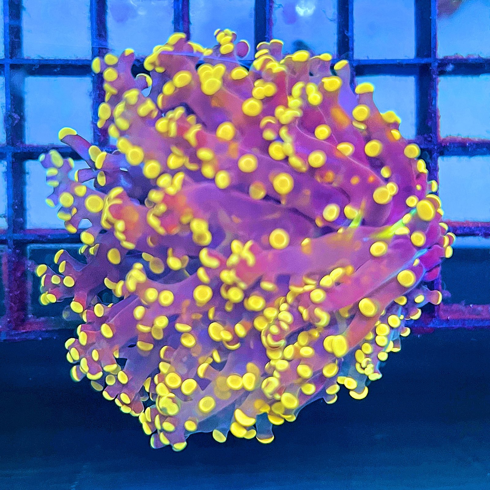 Pink Frogspawn