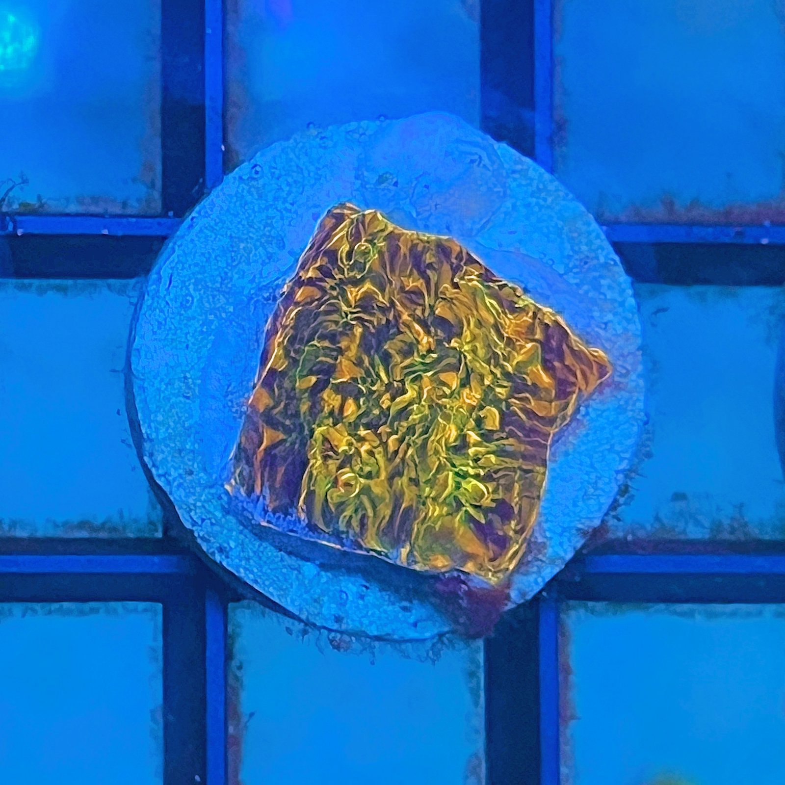 WWC Stellaria Chalice
