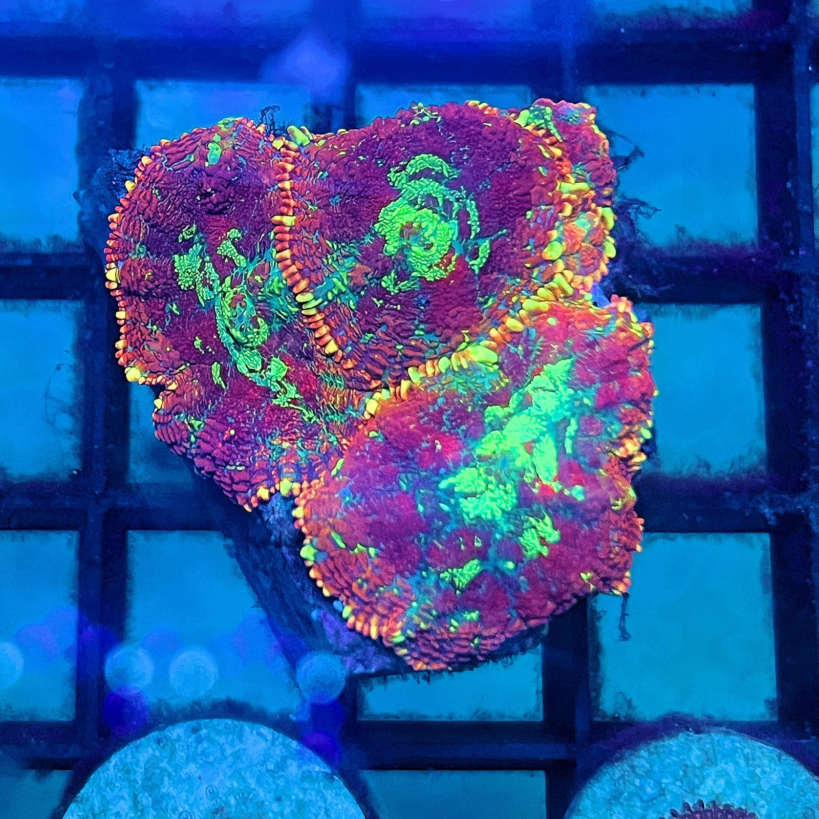 Cosmic Ember Rhodactis