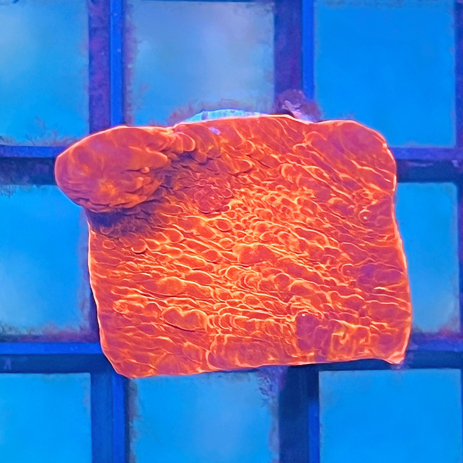 Orange Inferno Chalice