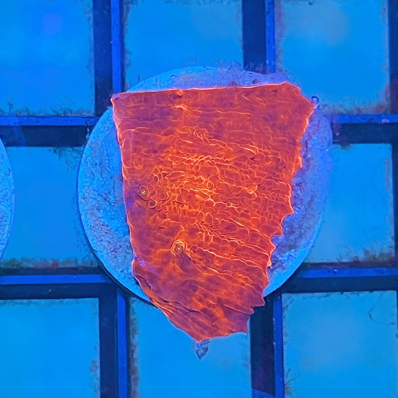 Orange Inferno Chalice