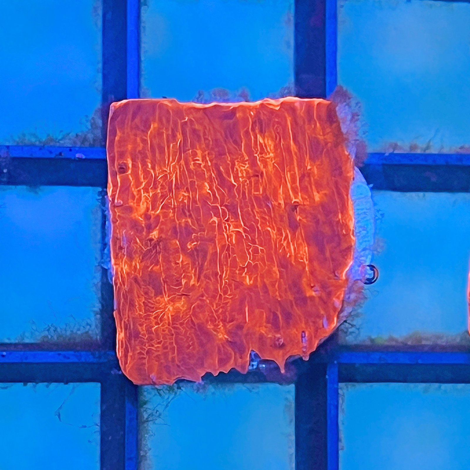 Orange Inferno Chalice