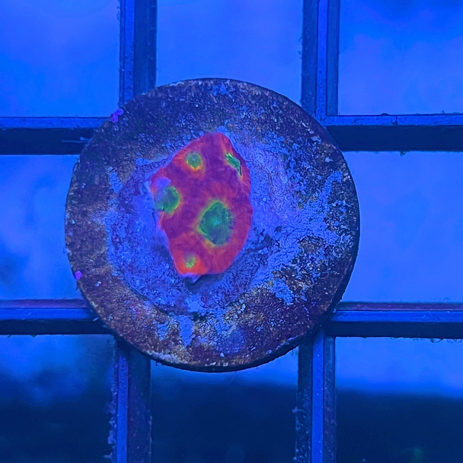 JF Sector 001 Favia