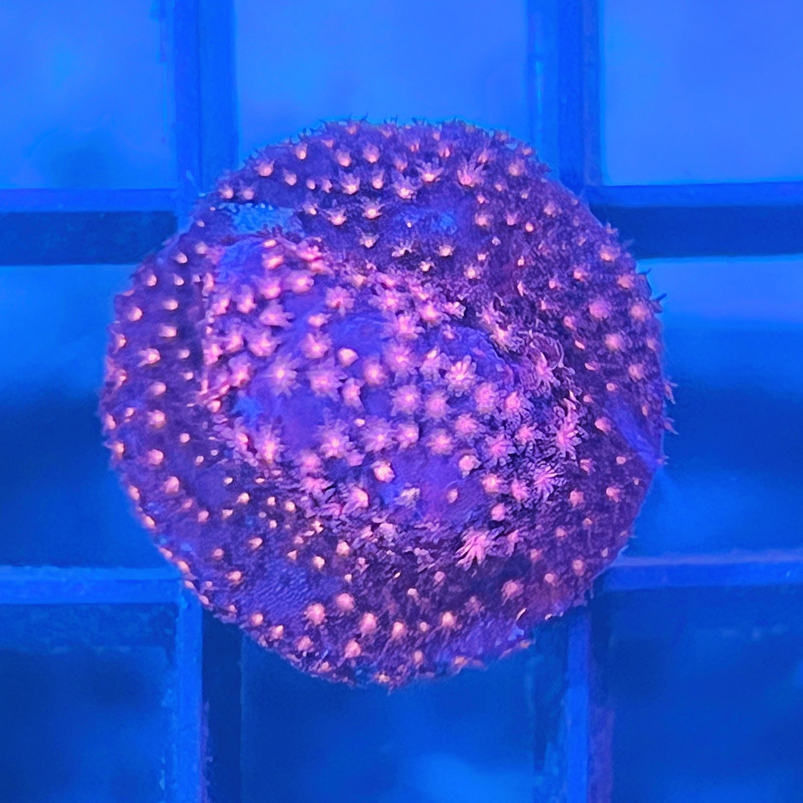 Hot Pink Stylocoeniella