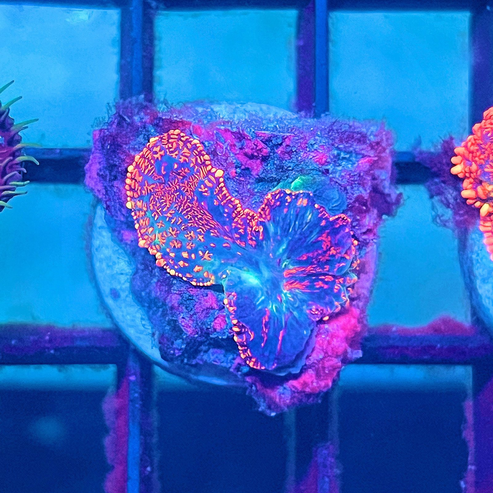 Aurora Flame Rhodactis