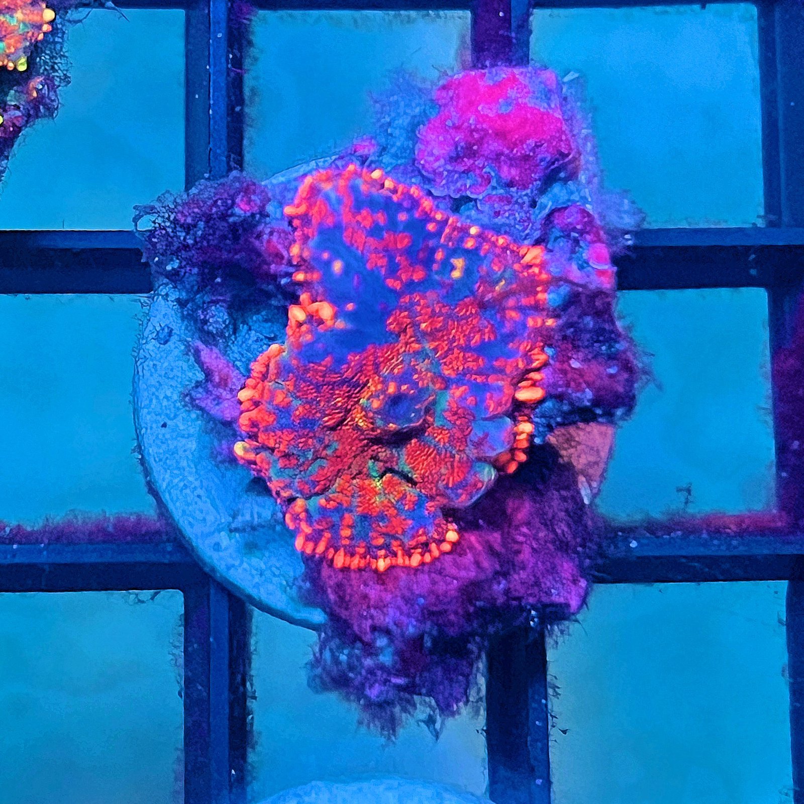 Aurora Flame Rhodactis