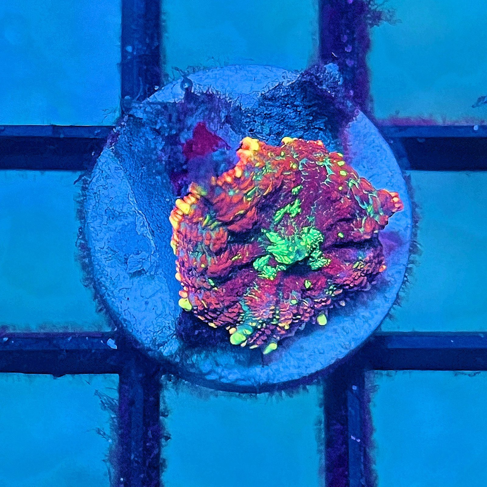 Cosmic Ember Rhodactis
