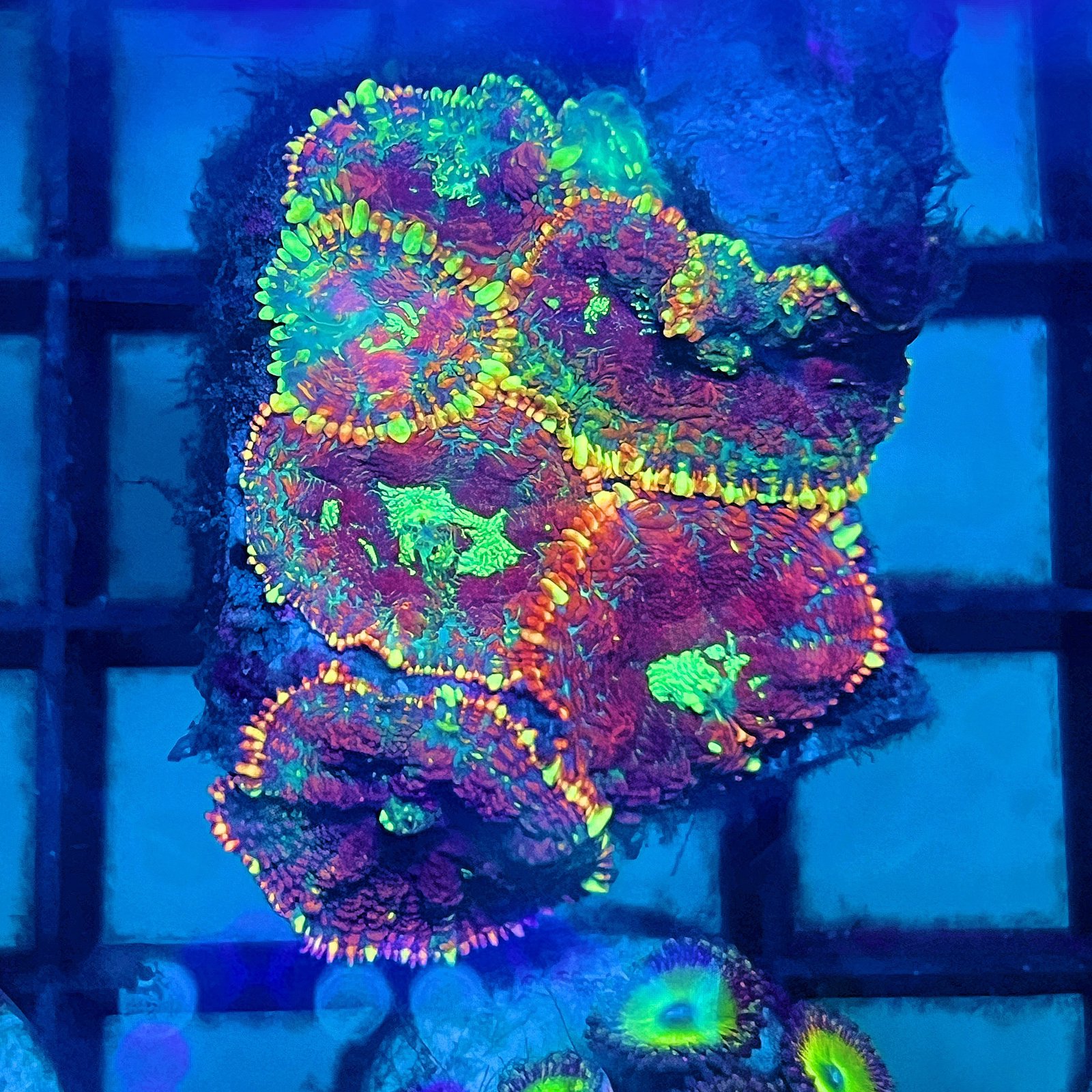 Cosmic Ember Rhodactis