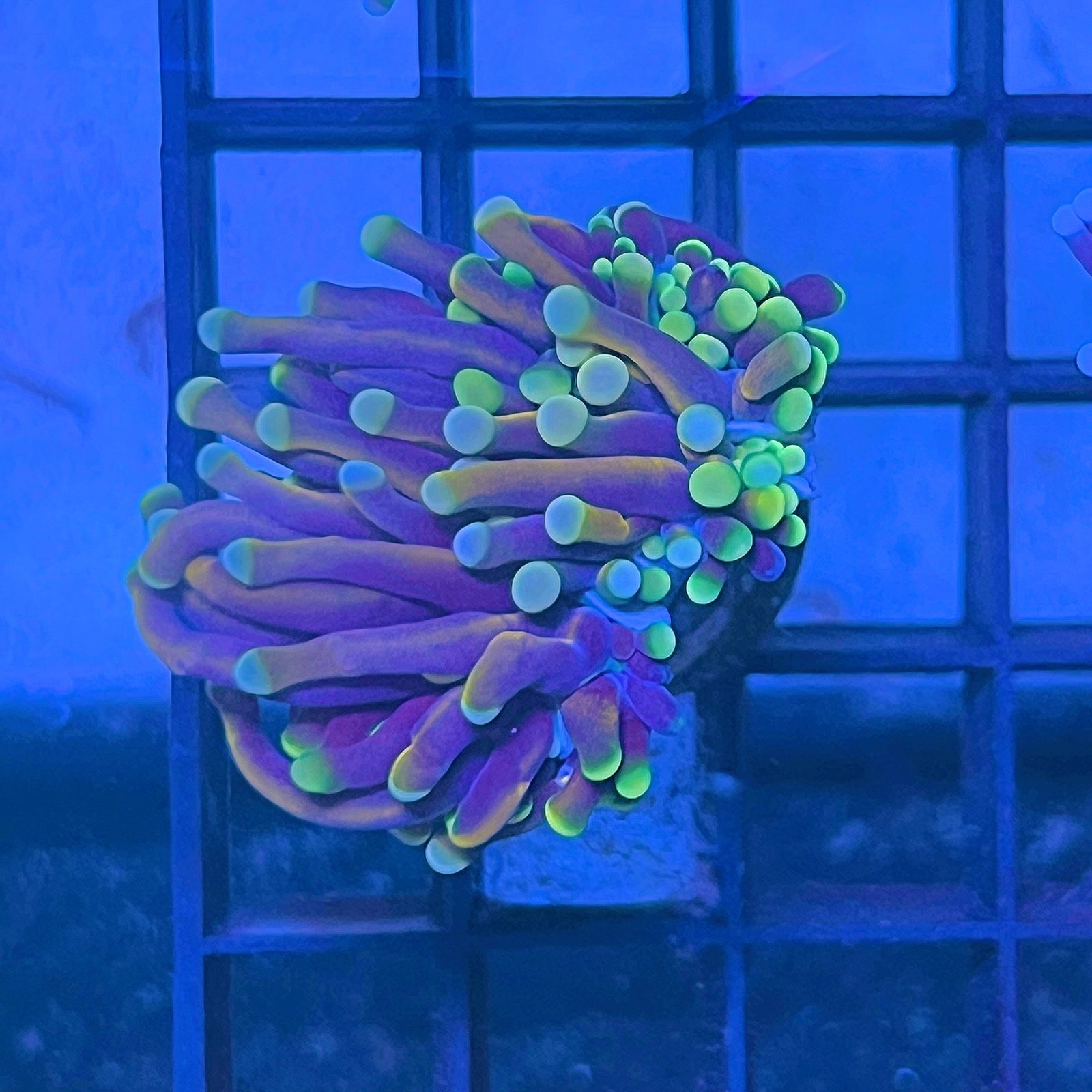 Torch