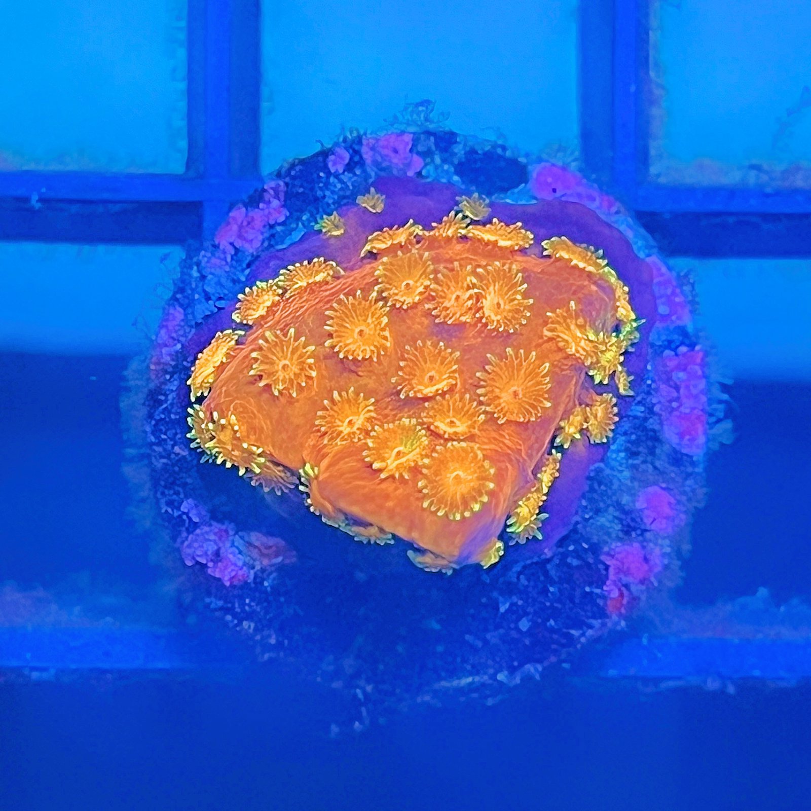 Circuit Breaker Cyphastrea