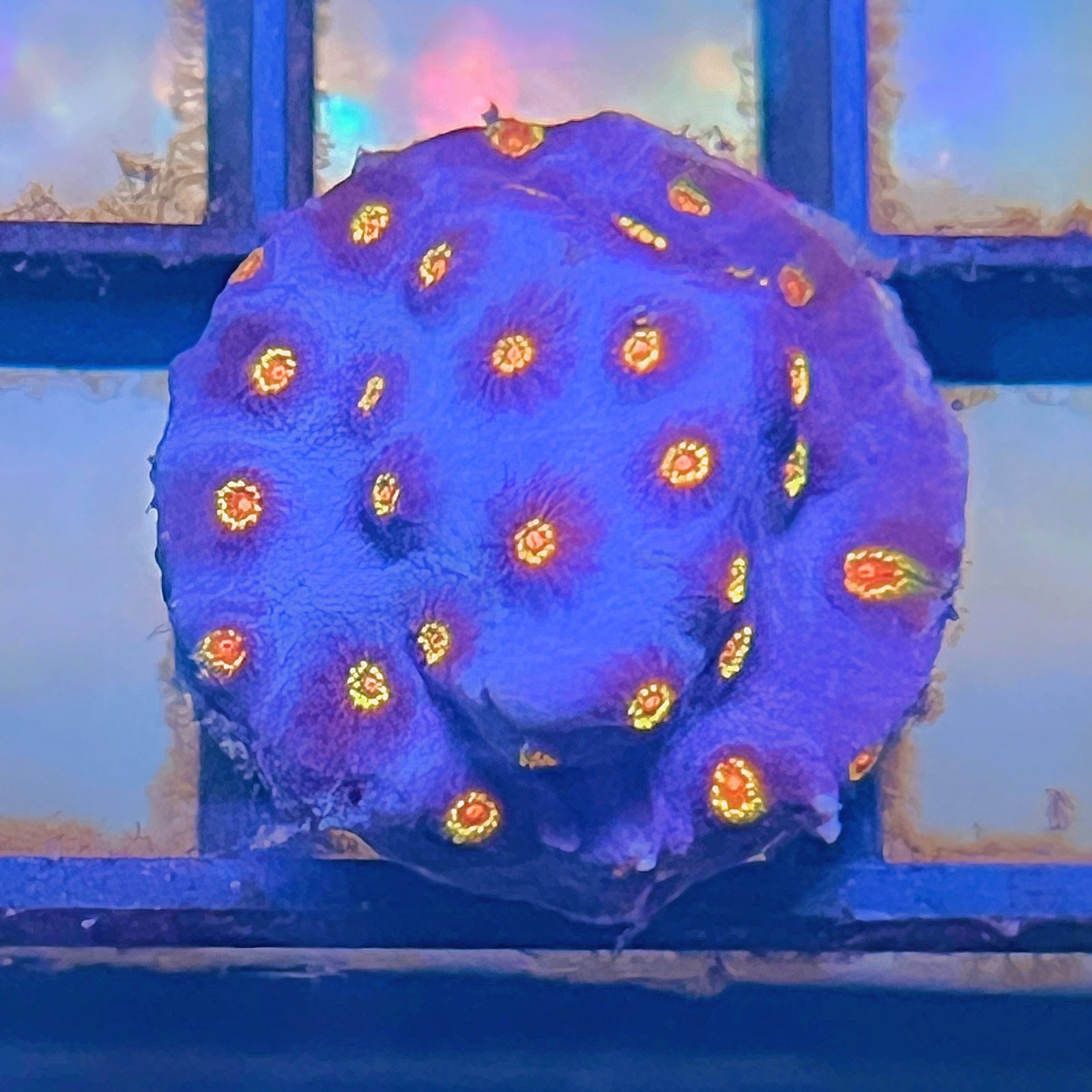 Cyphastrea Bizarro
