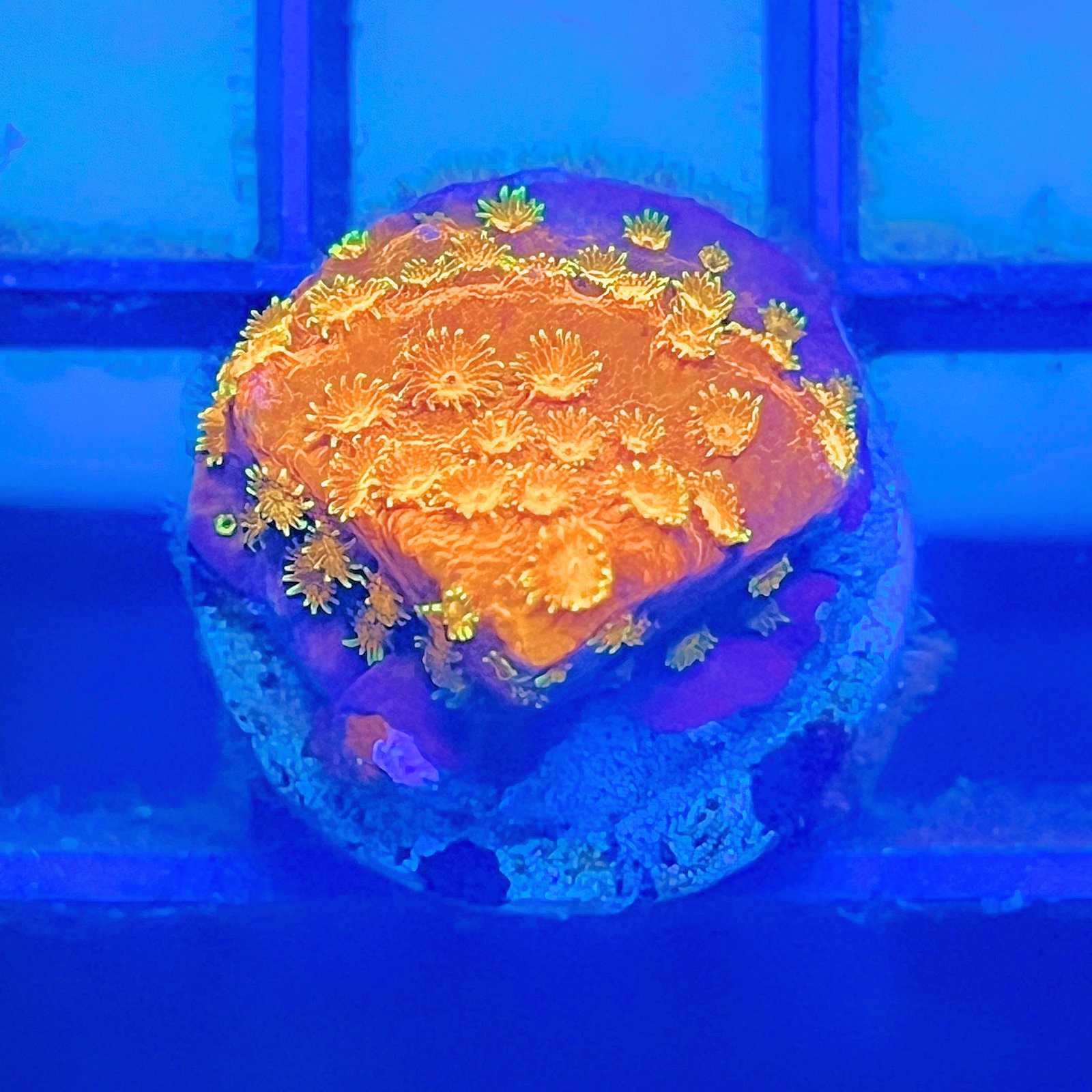 Circuit Breaker Cyphastrea