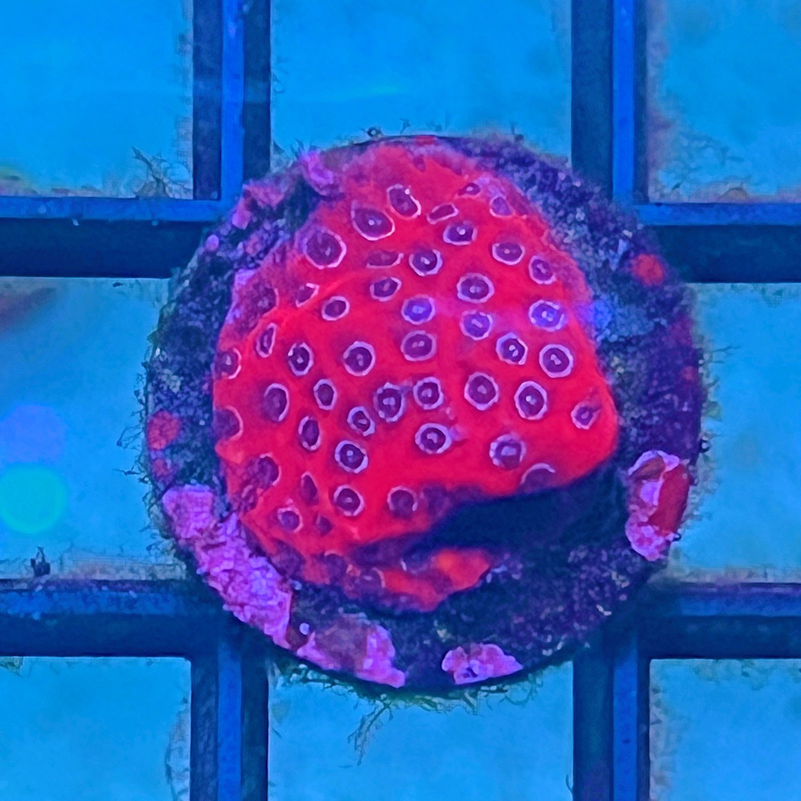 Darth Maul Porites