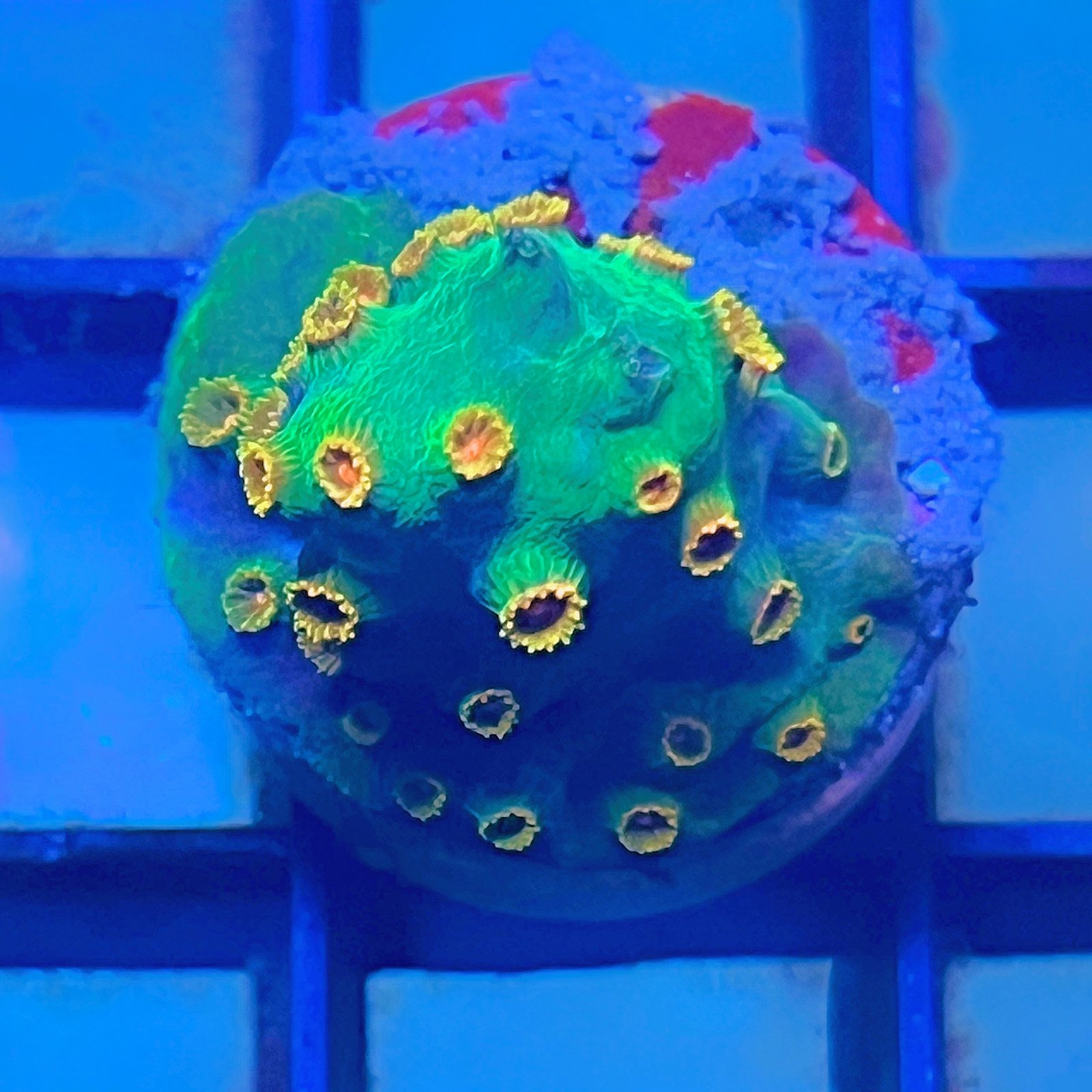 Meteor Shower Cyphastrea