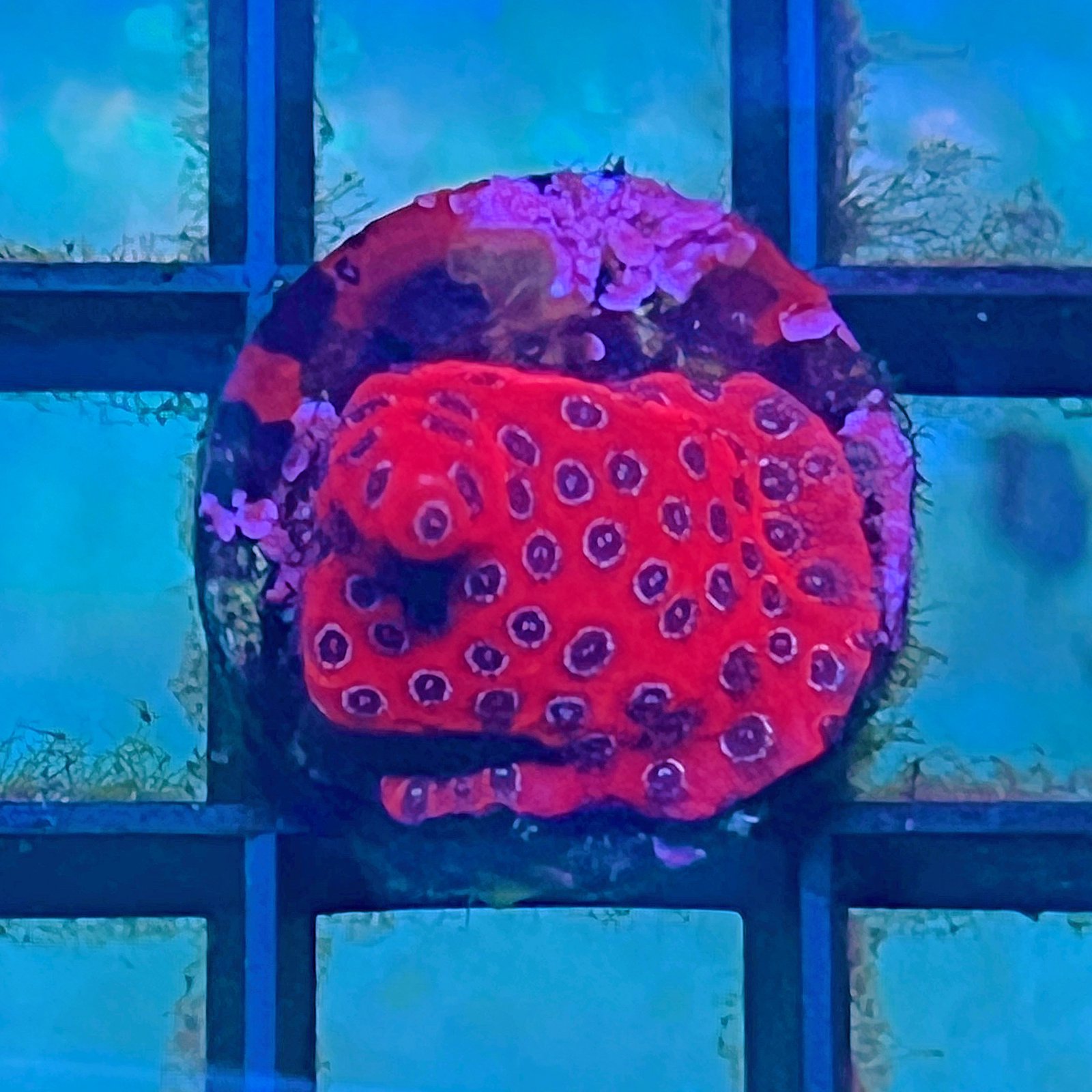 Darth Maul Porites