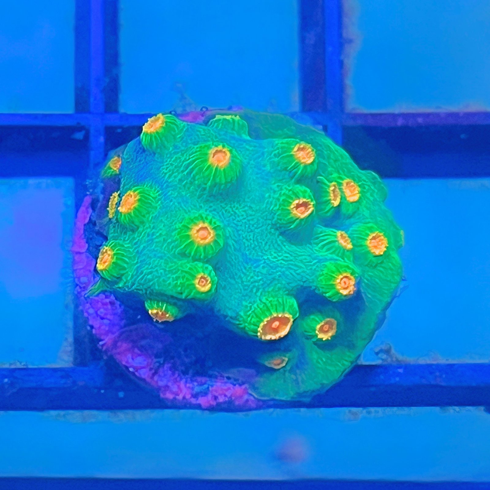 Meteor Shower Cyphastrea