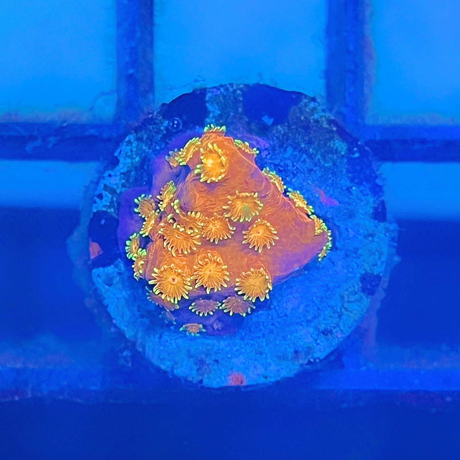 Circuit Breaker Cyphastrea