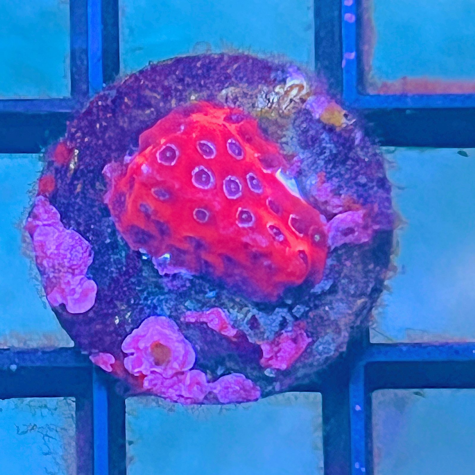 Darth Maul Porites