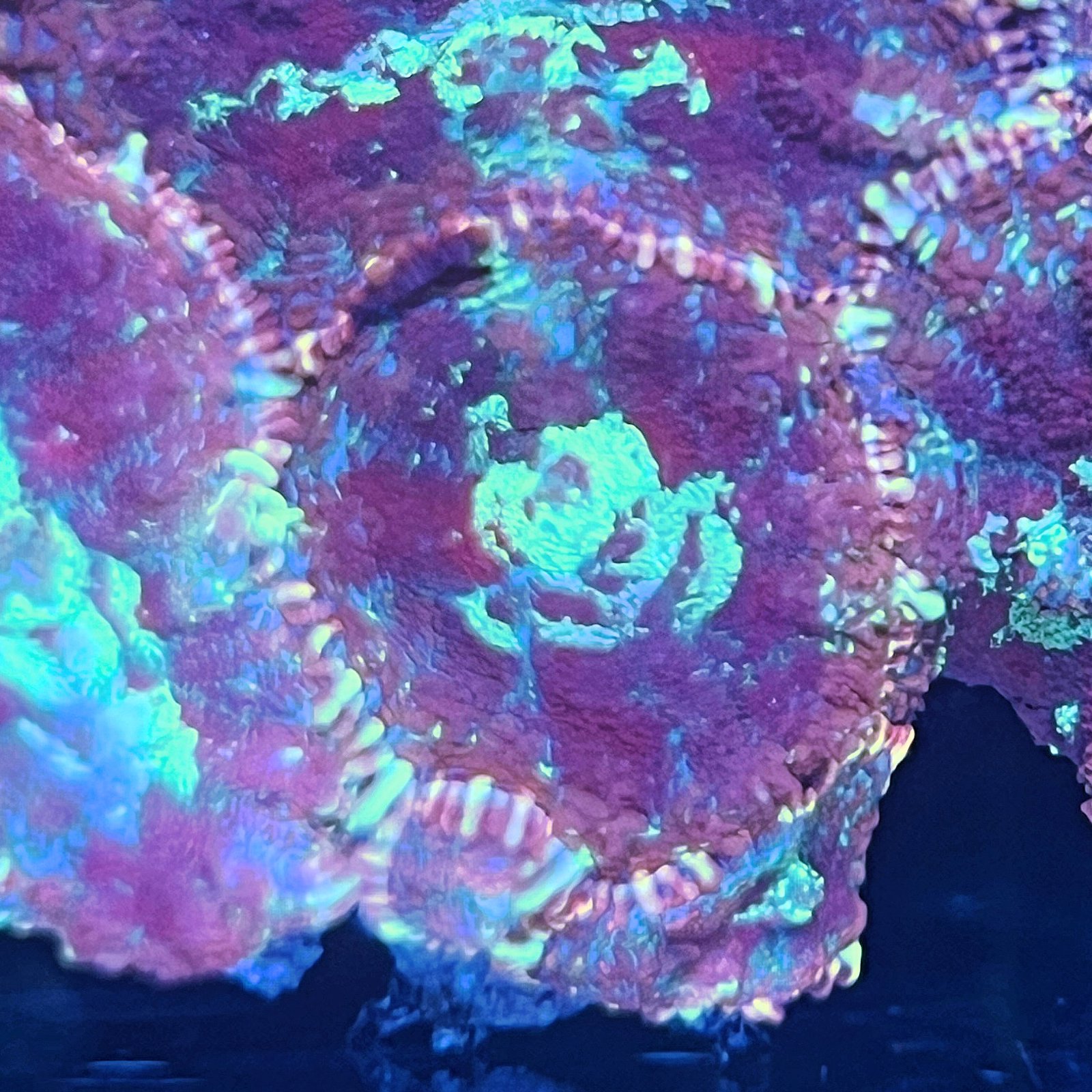 Cosmic Ember Rhodactis - SM