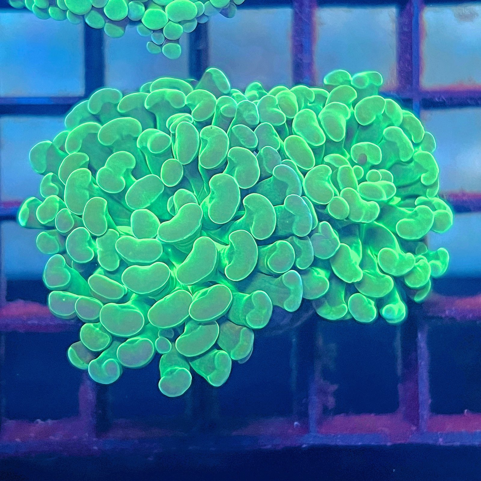 Emerald Branching Hammer