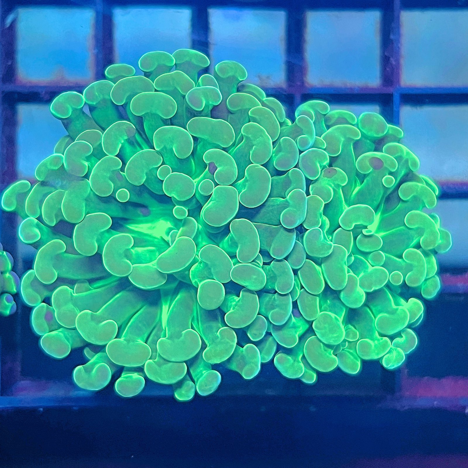 Emerald Branching Hammer - C. Doble