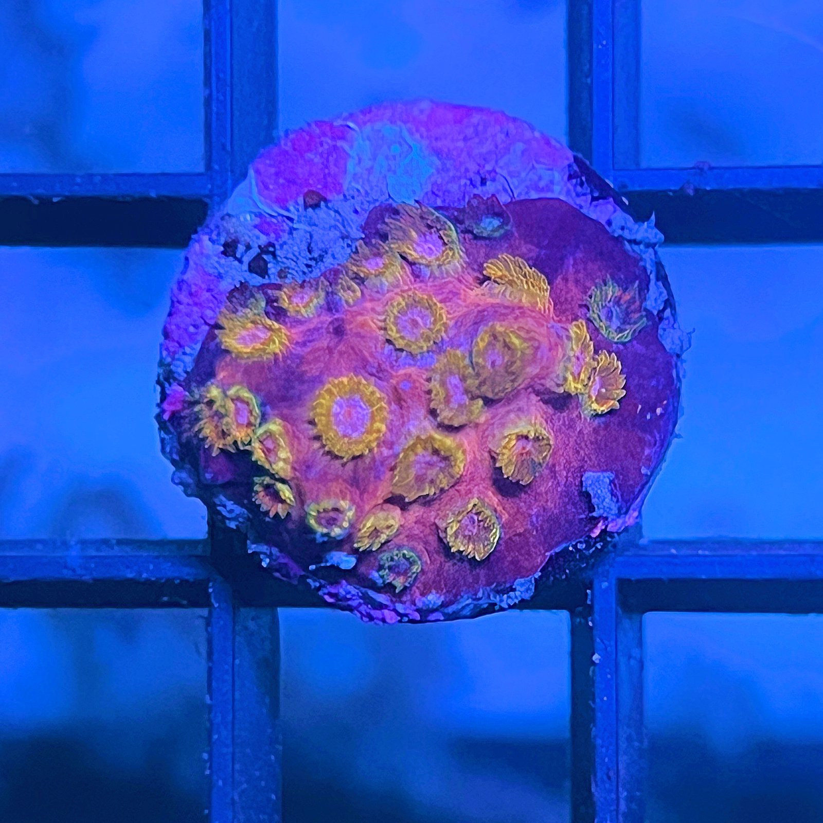 WWC Copperhead Cyphastrea