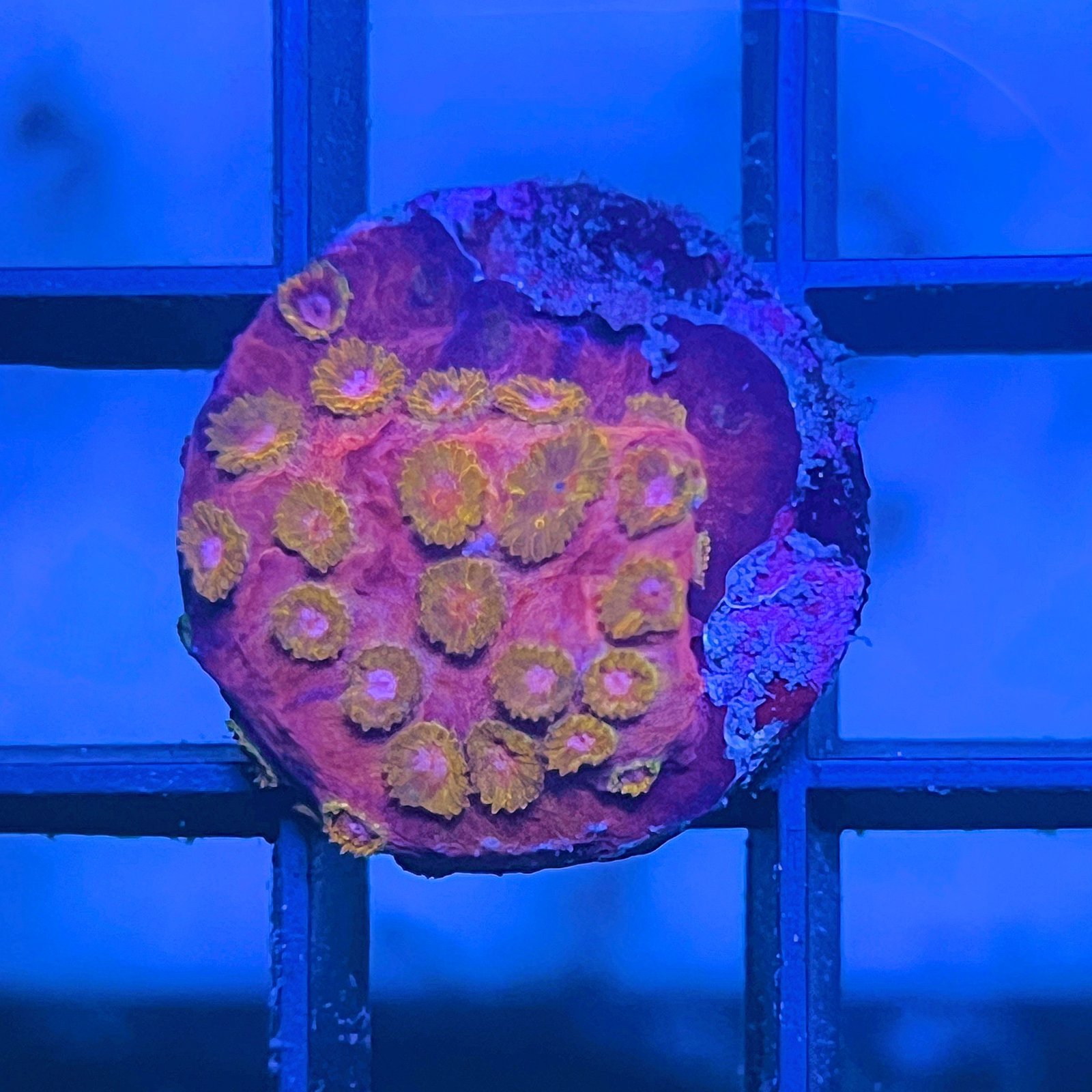 WWC Copperhead Cyphastrea