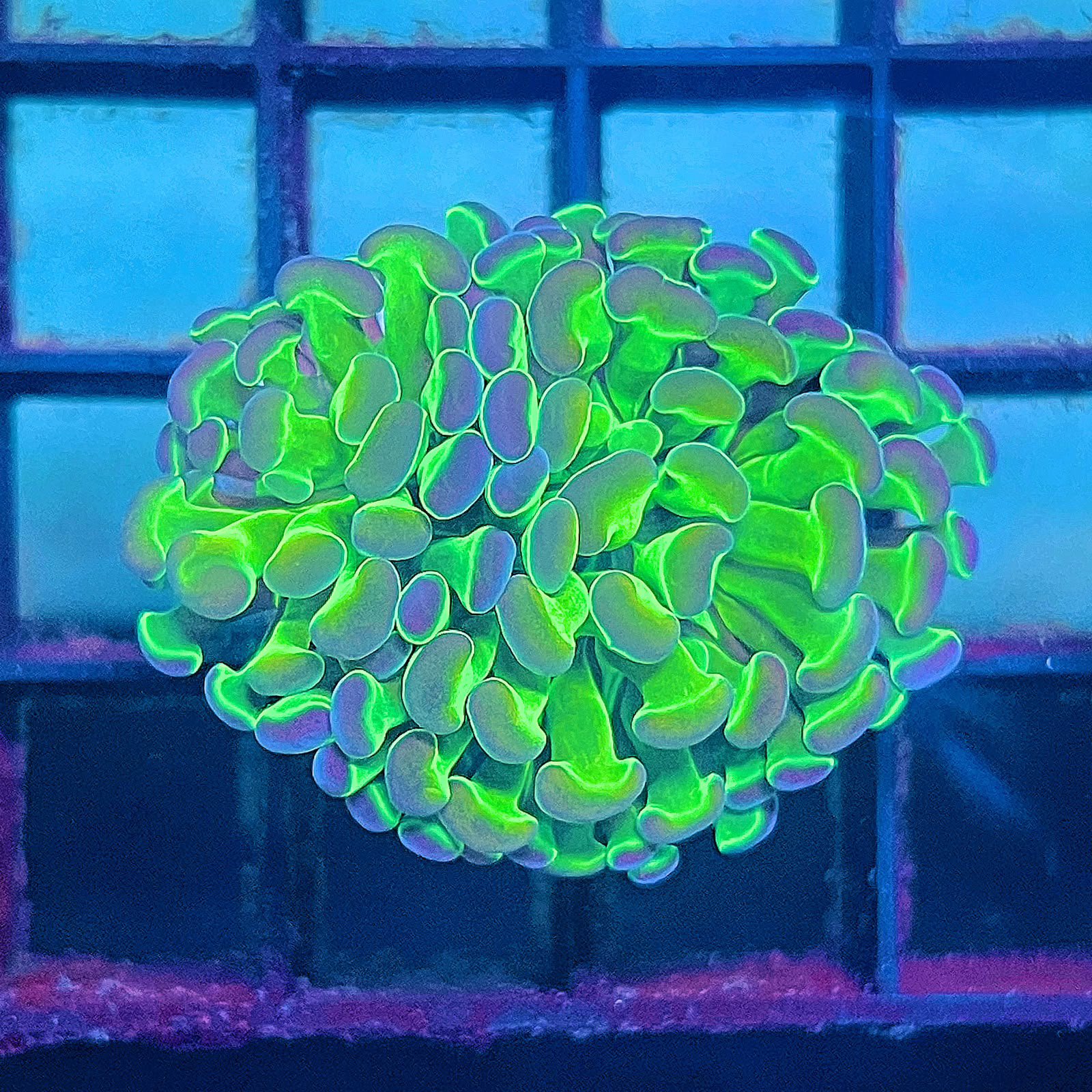 Hologram Hammer - C. Doble