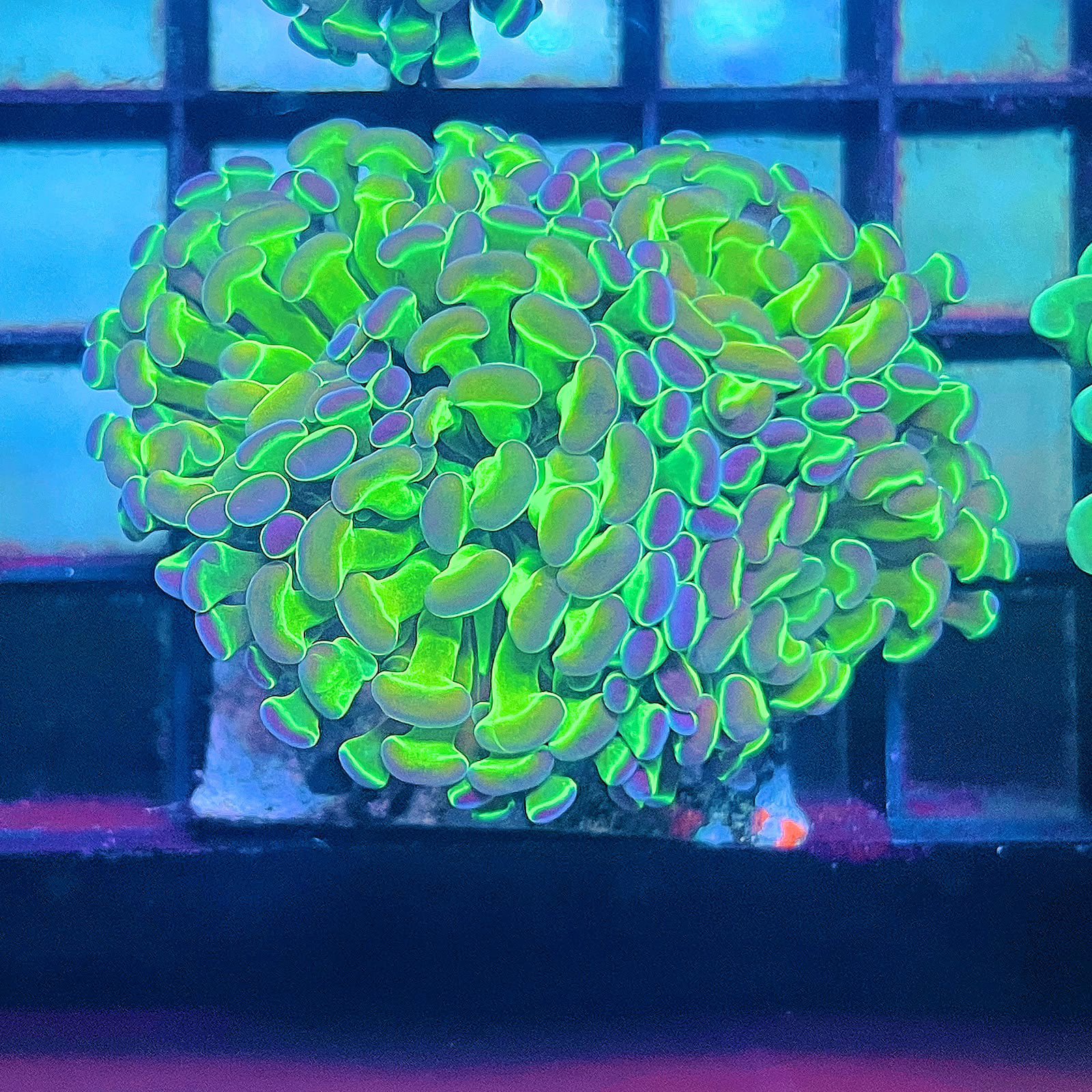 Hologram Hammer - C. Cuadruple