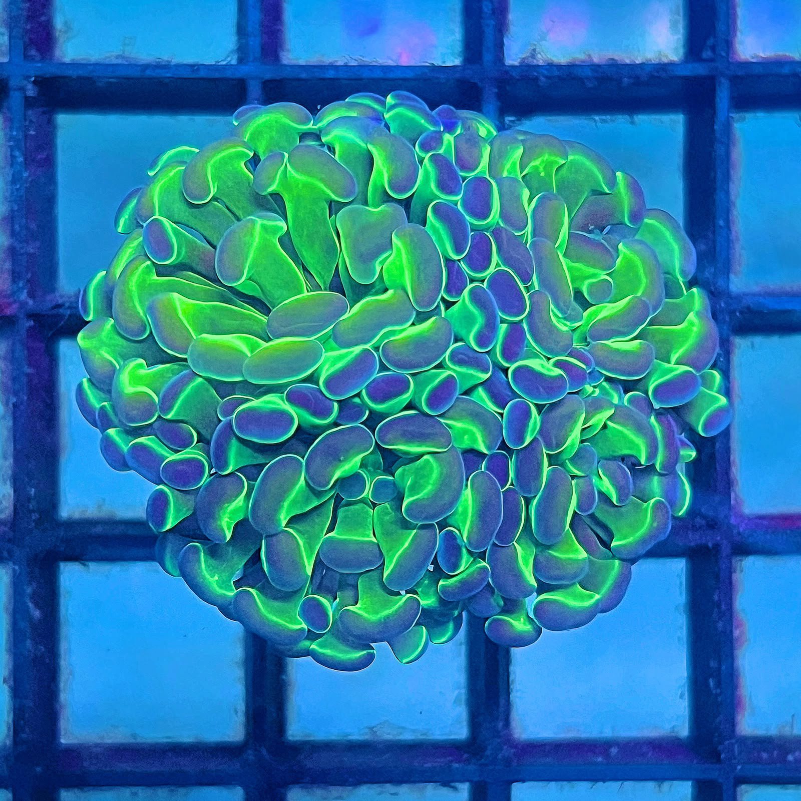 Hologram Hammer - C. Cuadruple