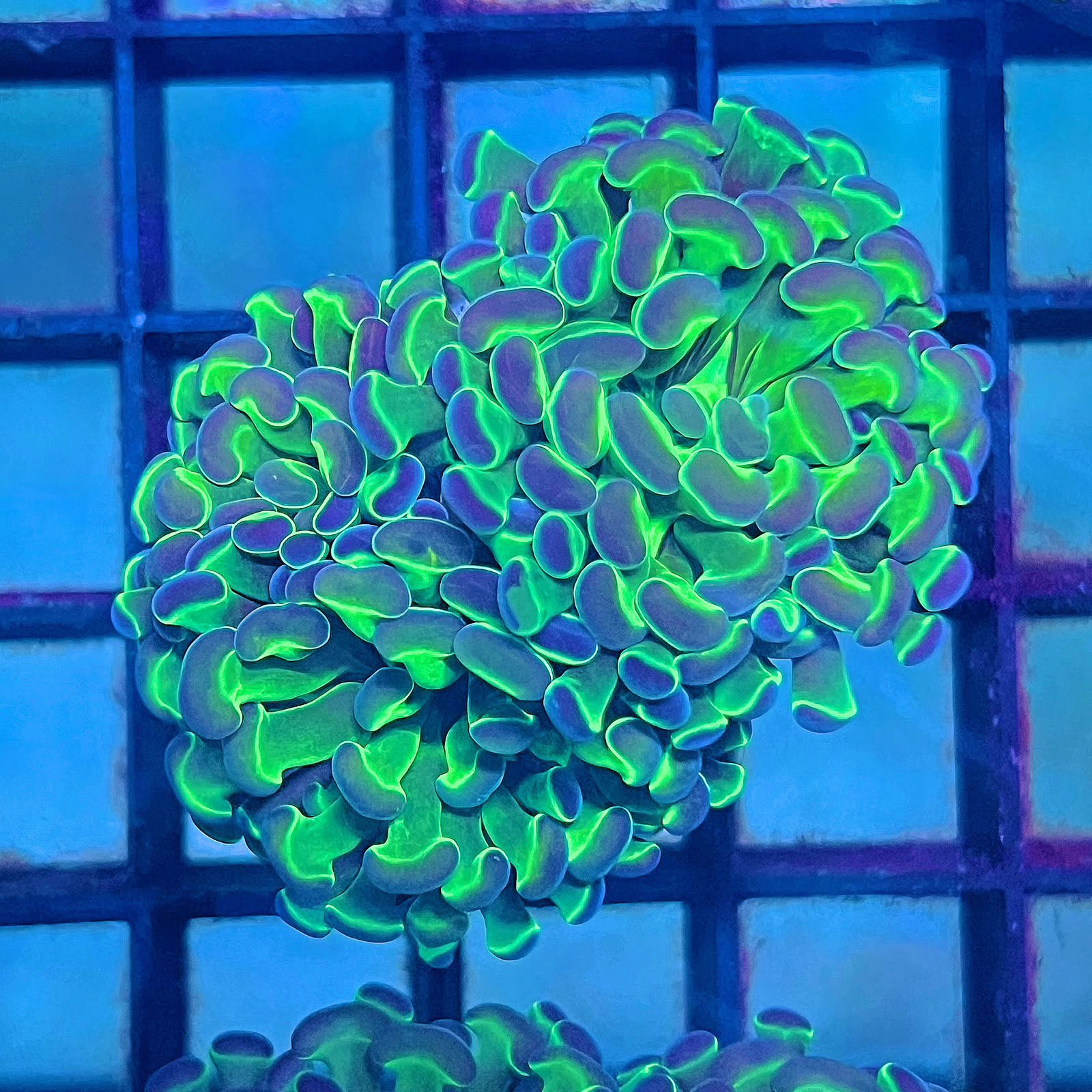Hologram Hammer