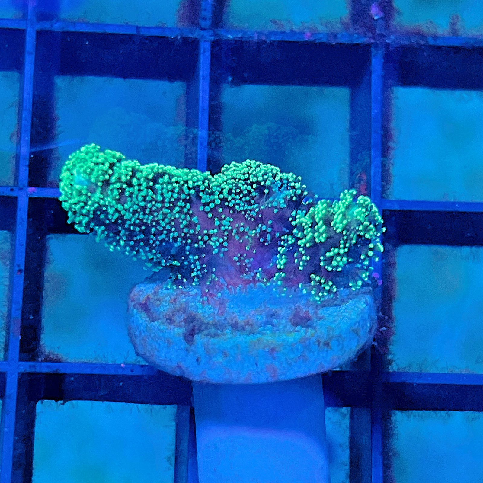 Seriatopora