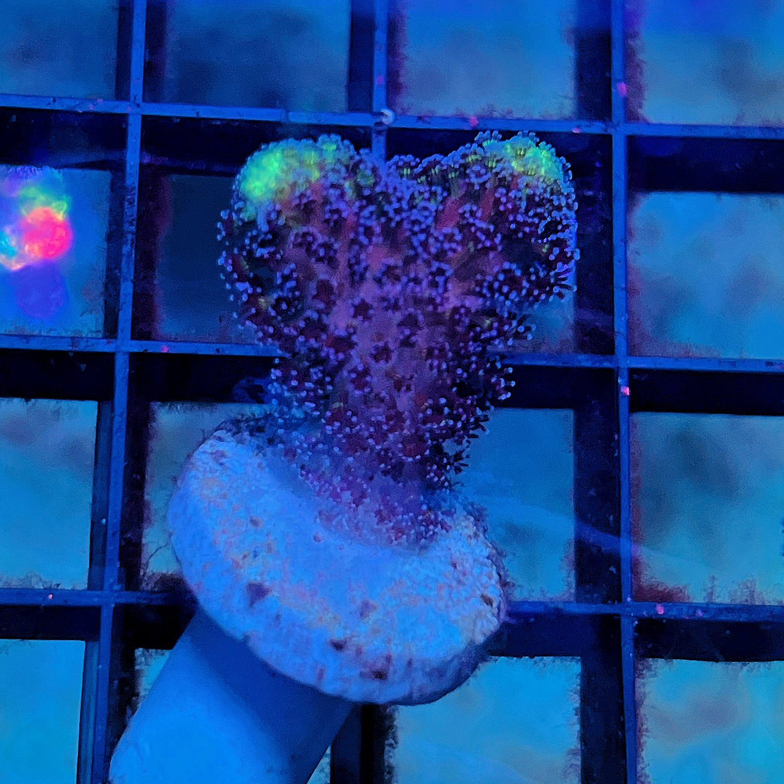 Stylophora