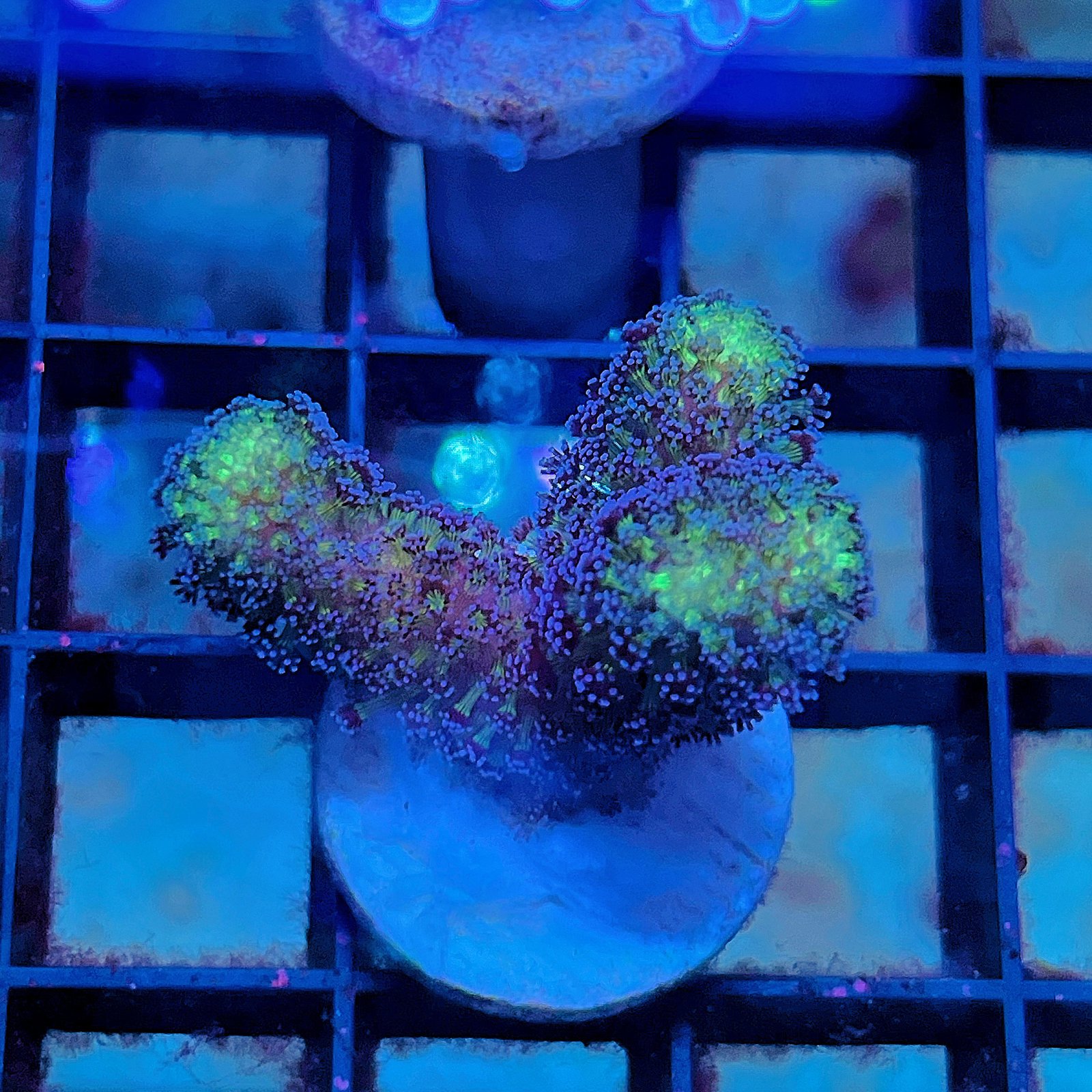 Stylophora - Milka