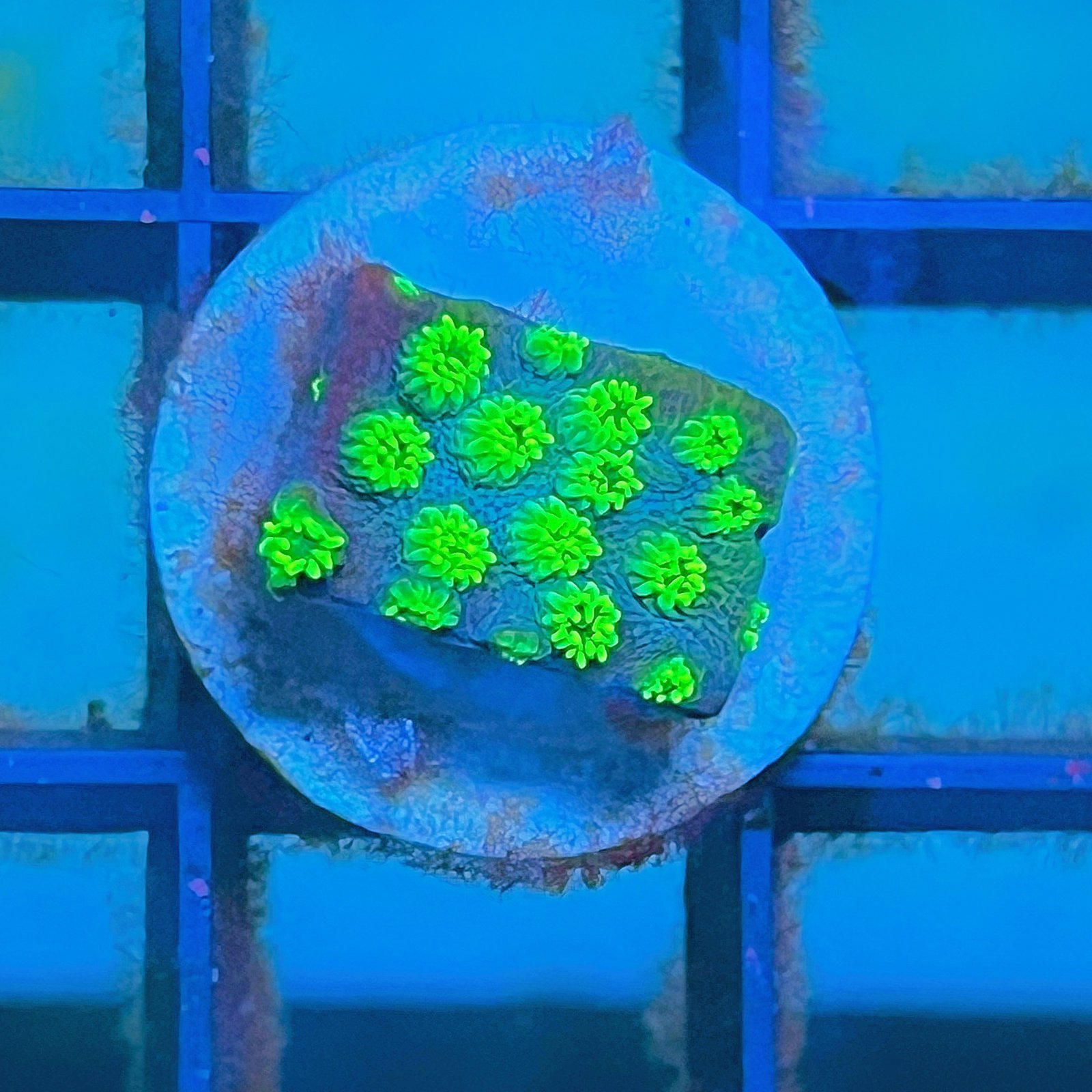 Sea Foam Cyphastrea