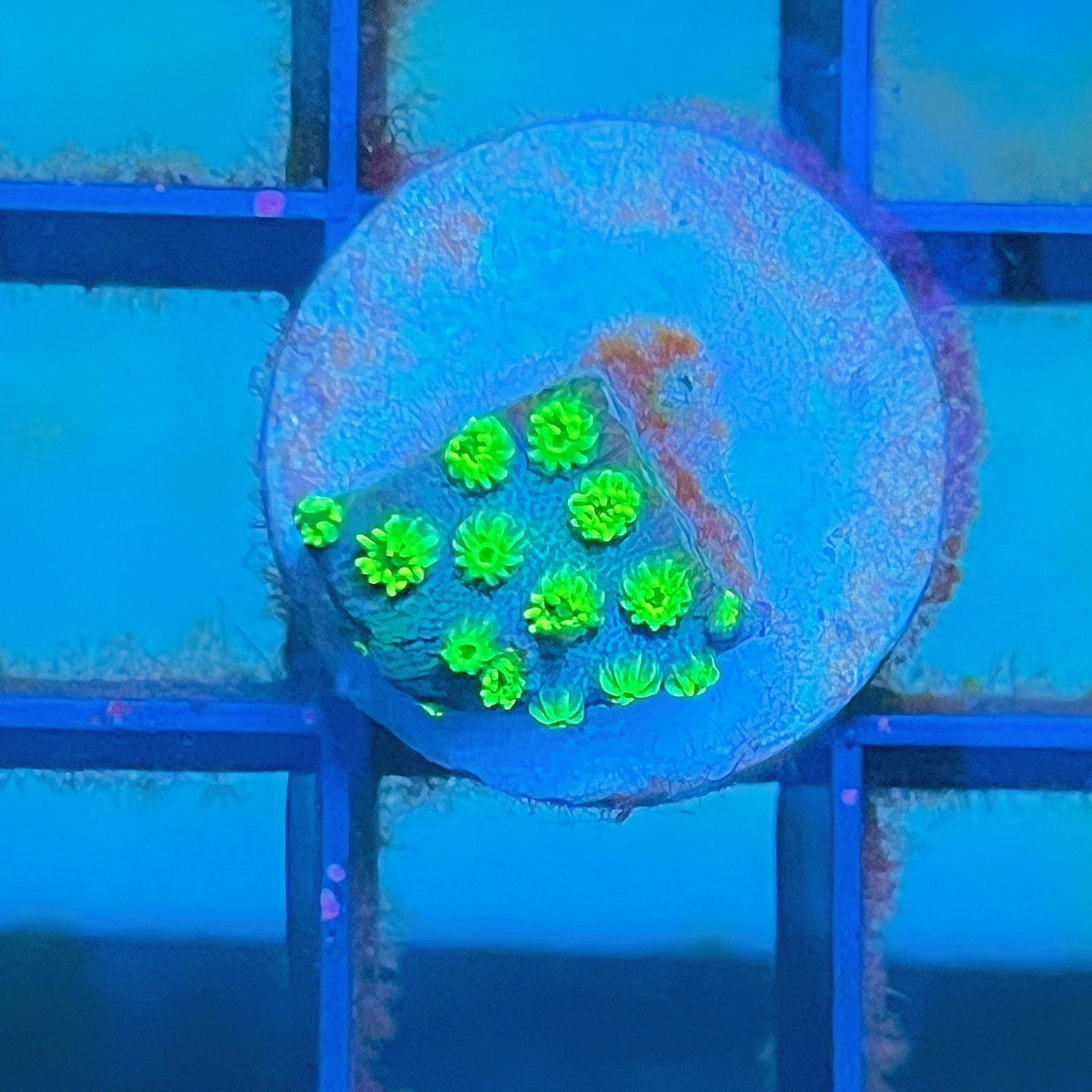 Sea Foam Cyphastrea