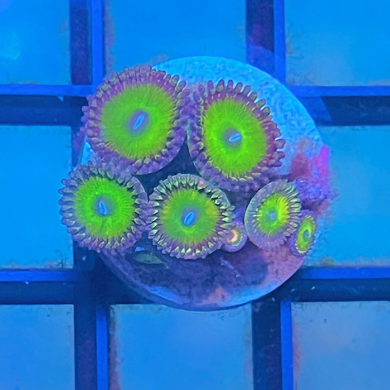 Candy Apple Pink Zoas