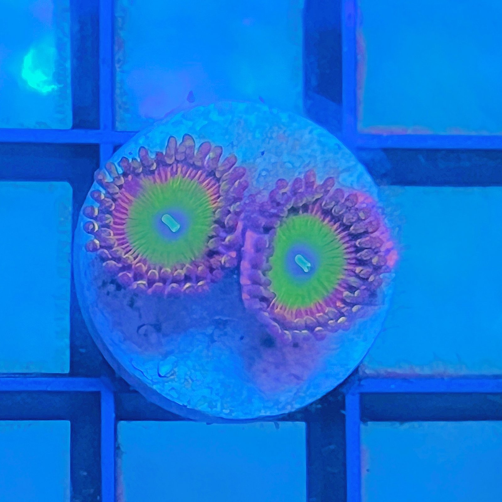 Candy Apple Pink Zoas