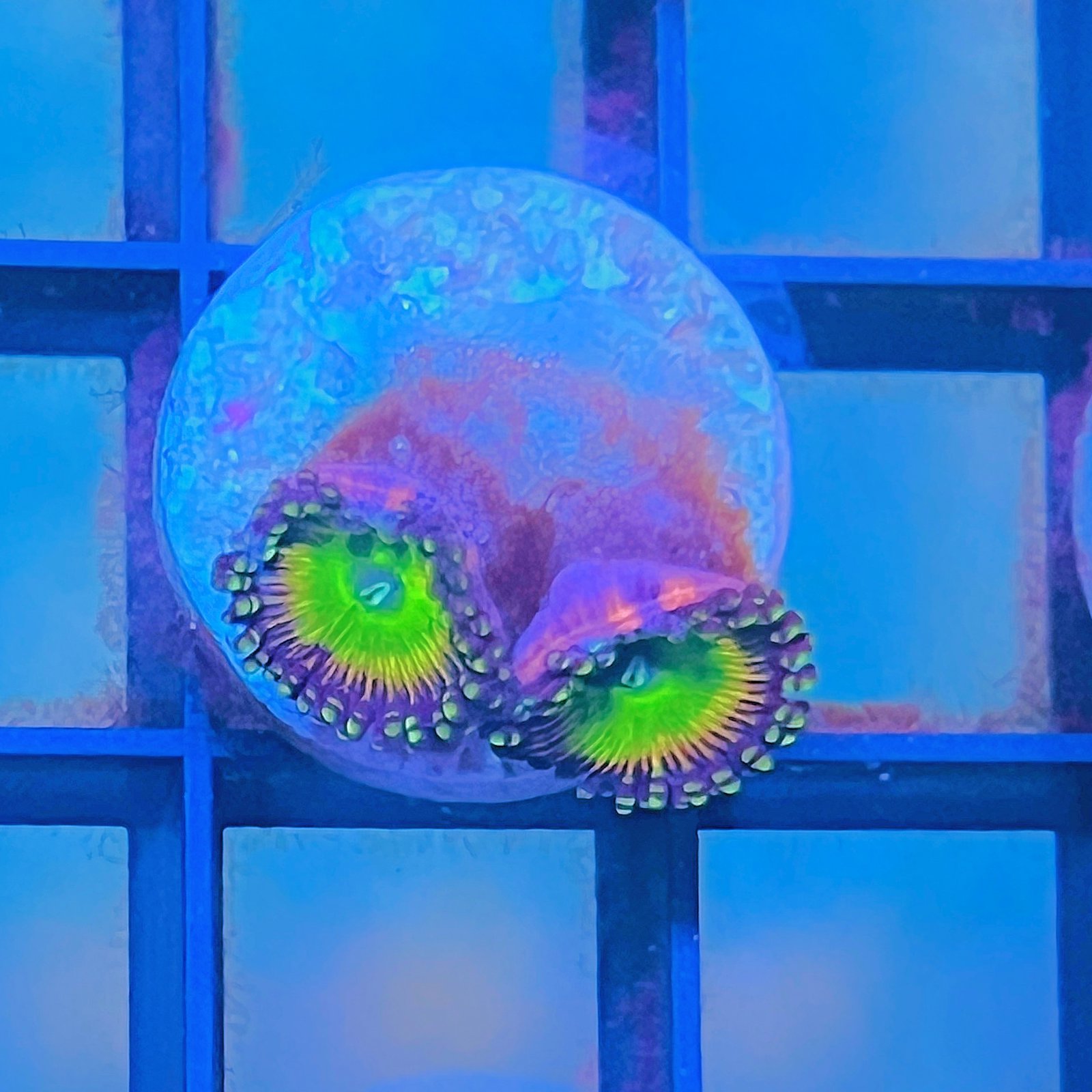 Hyper Jubilee Zoas