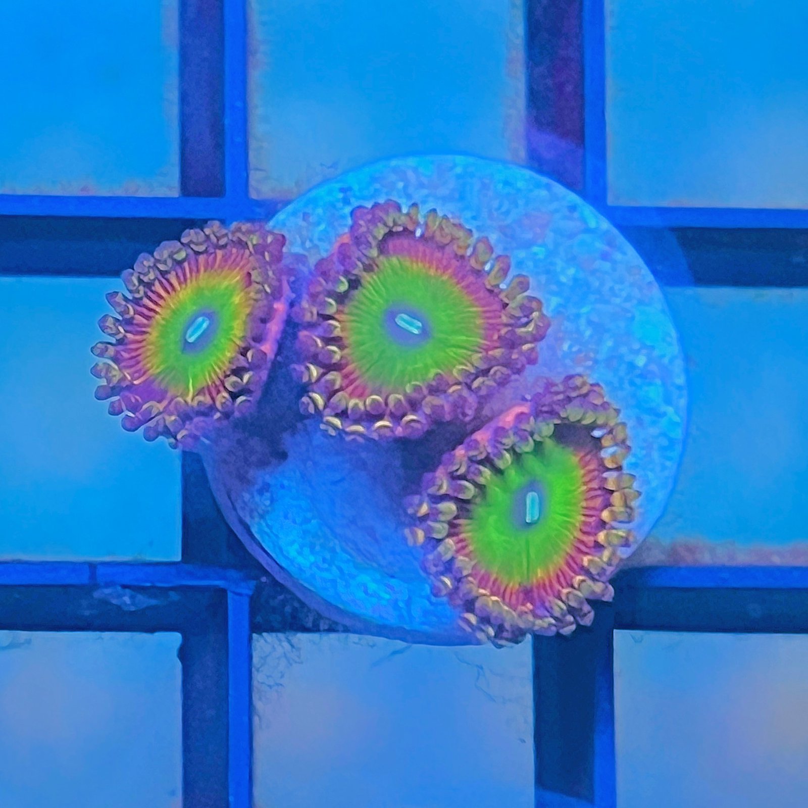 Candy Apple Pink Zoas