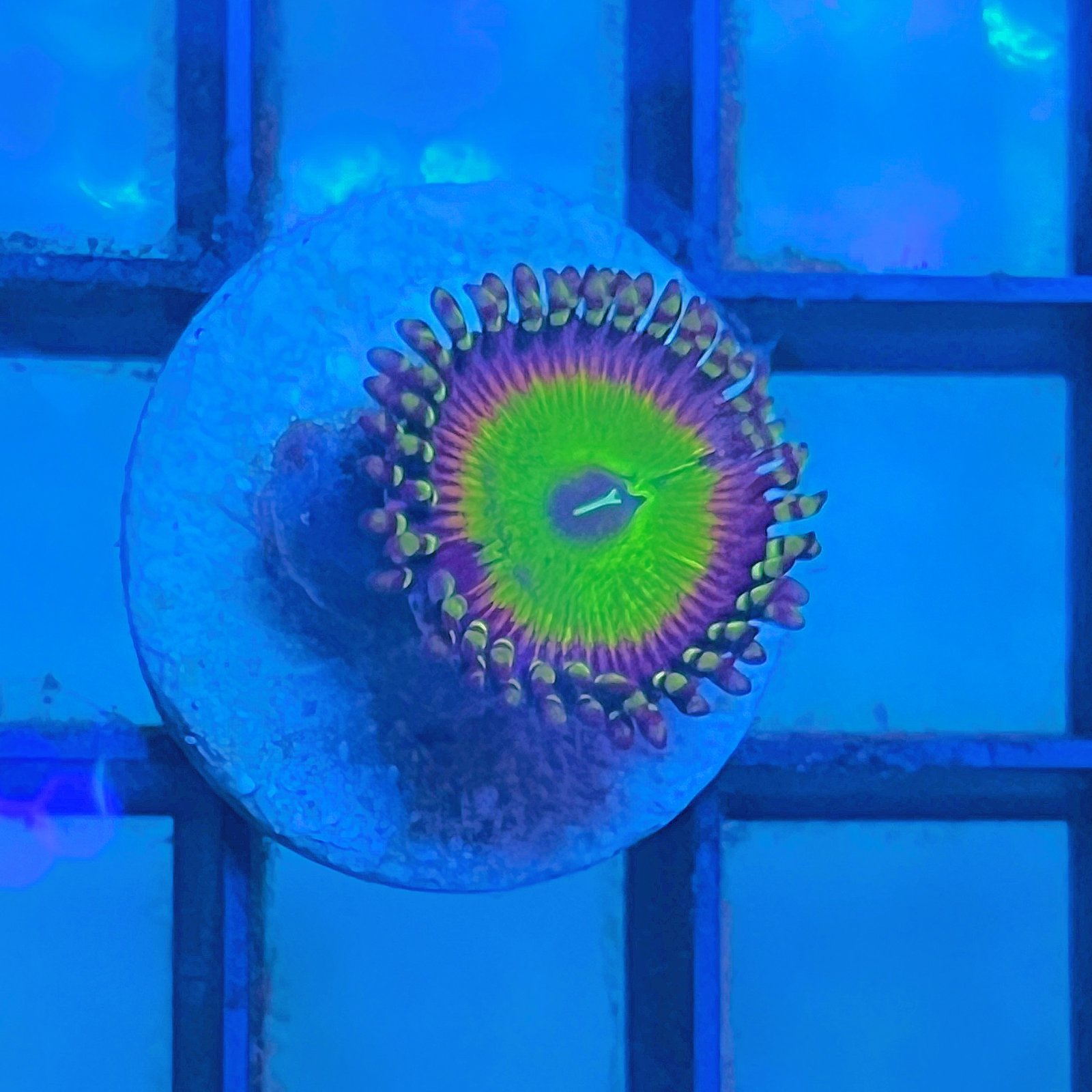 Hyper Jubilee Zoas