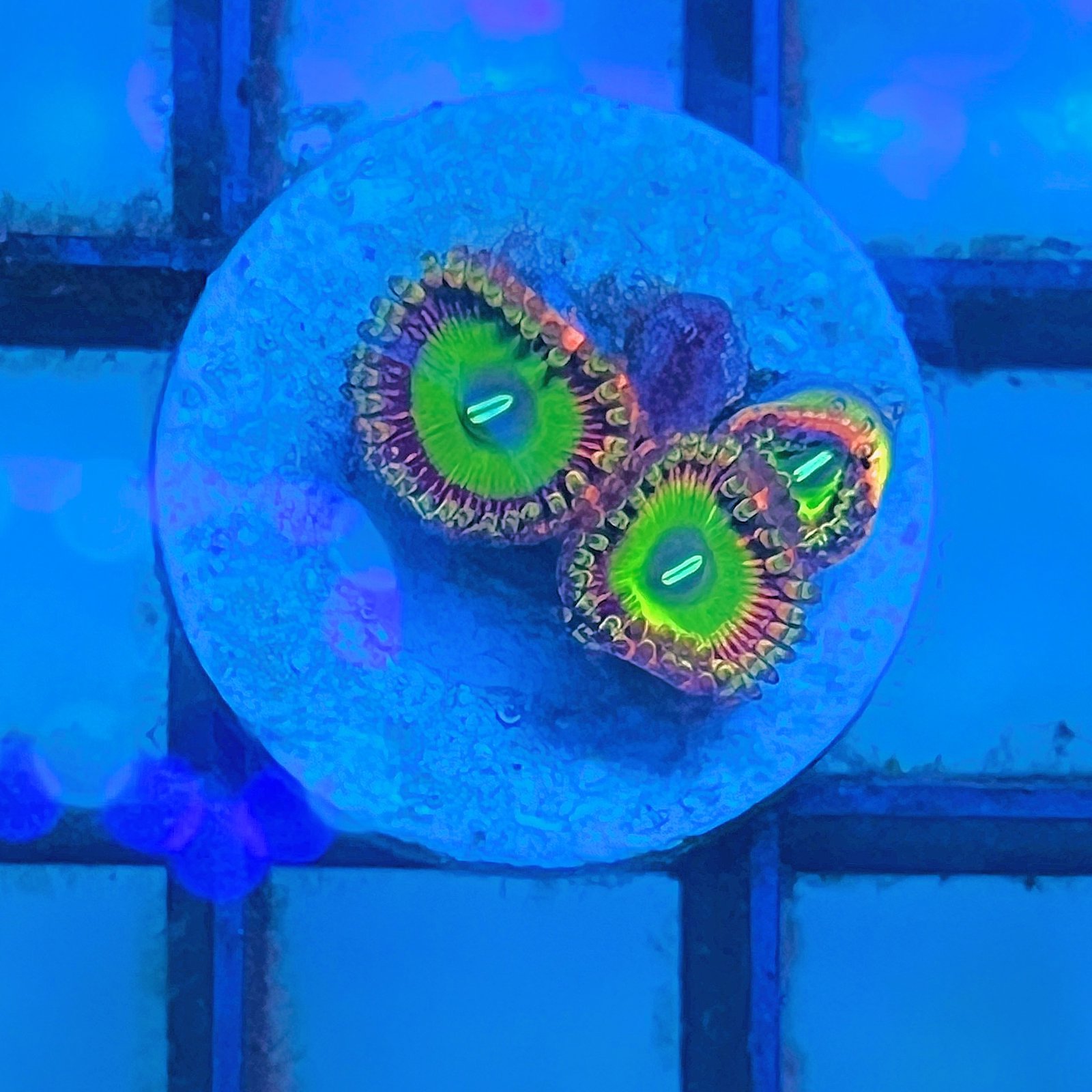 Candy Apple Pink Zoas