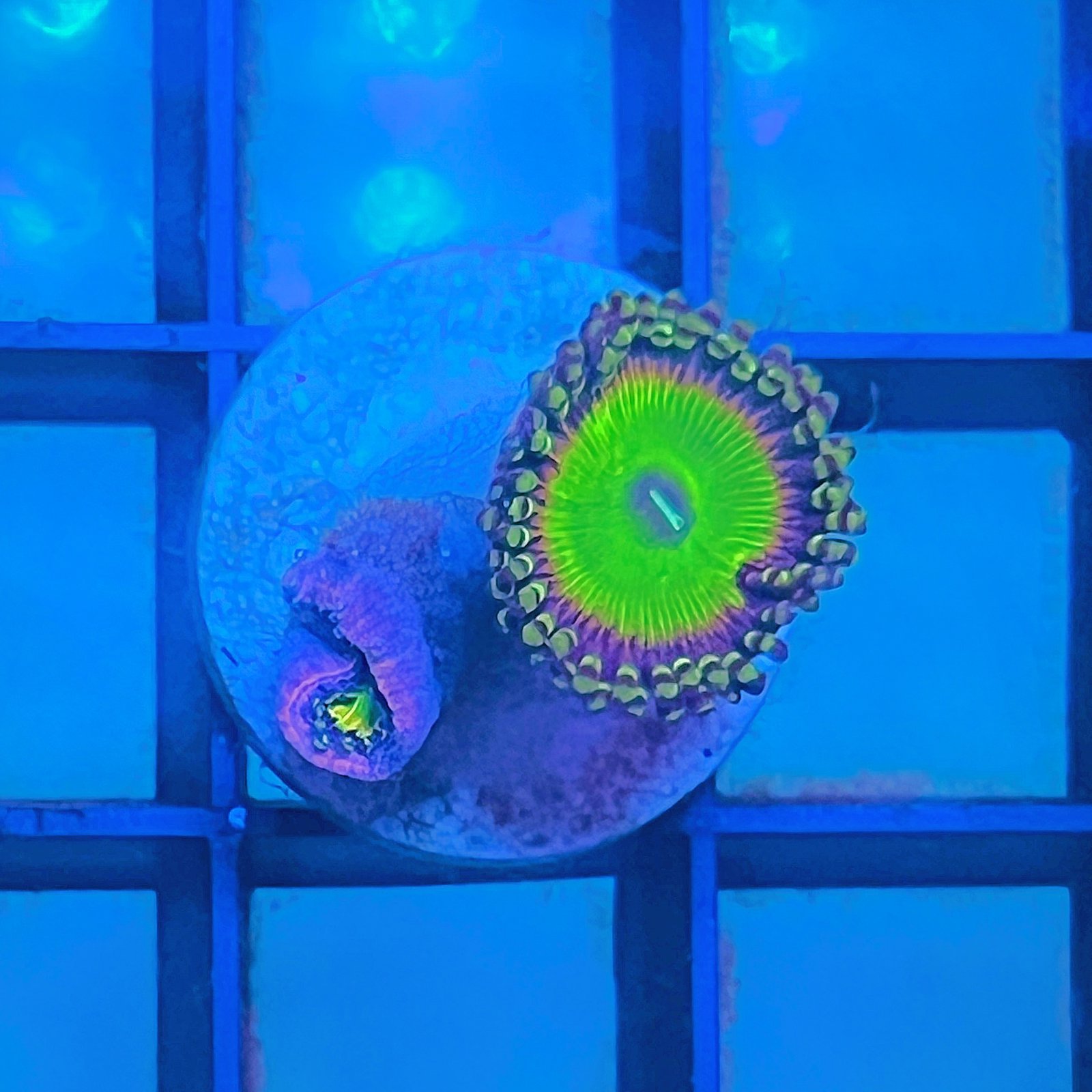 Hyper Jubilee Zoas