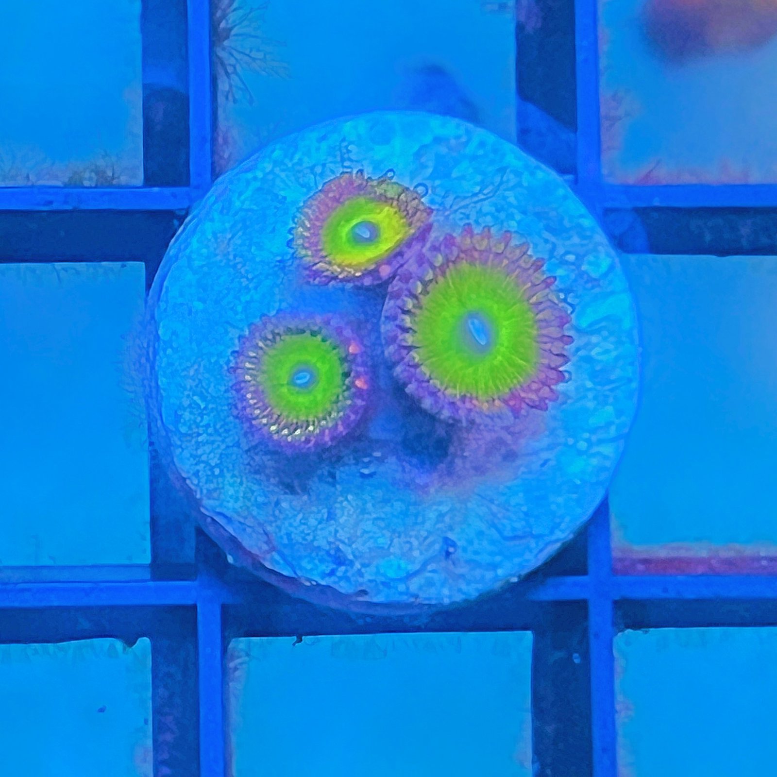 Candy Apple Pink Zoas